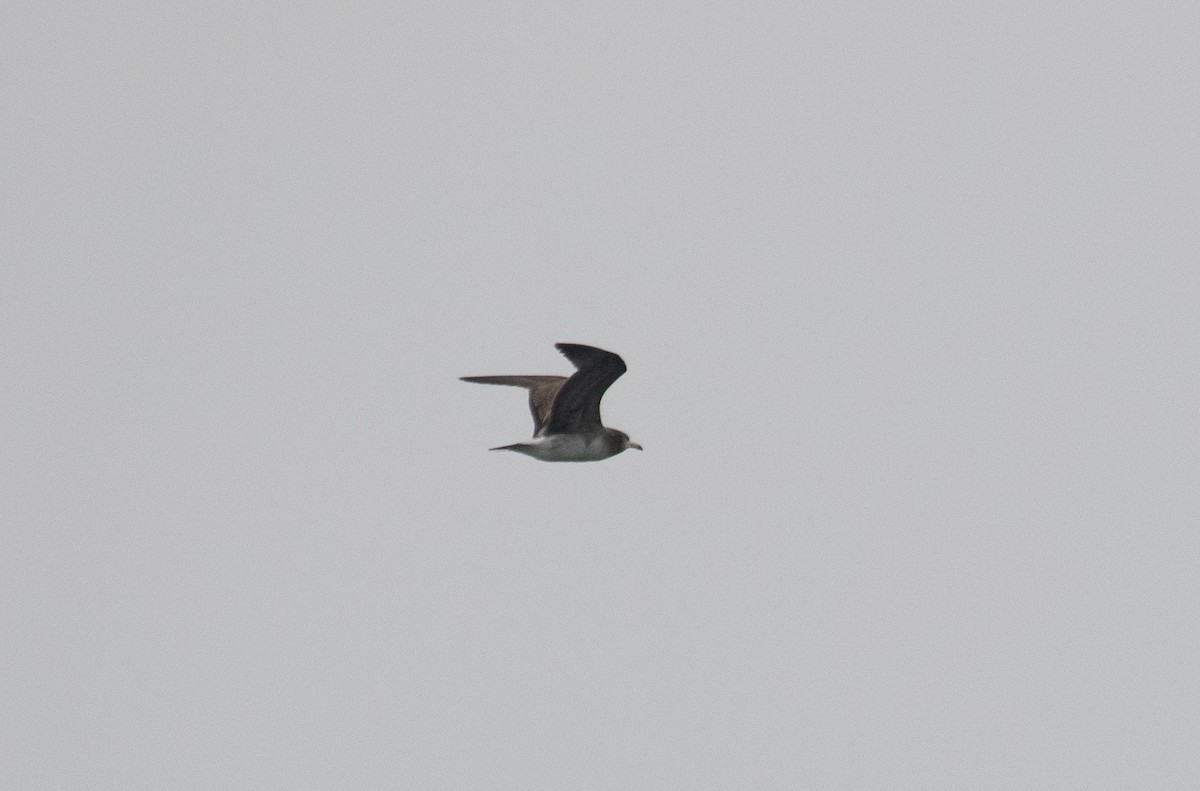 Black-tailed Gull - ML157031381