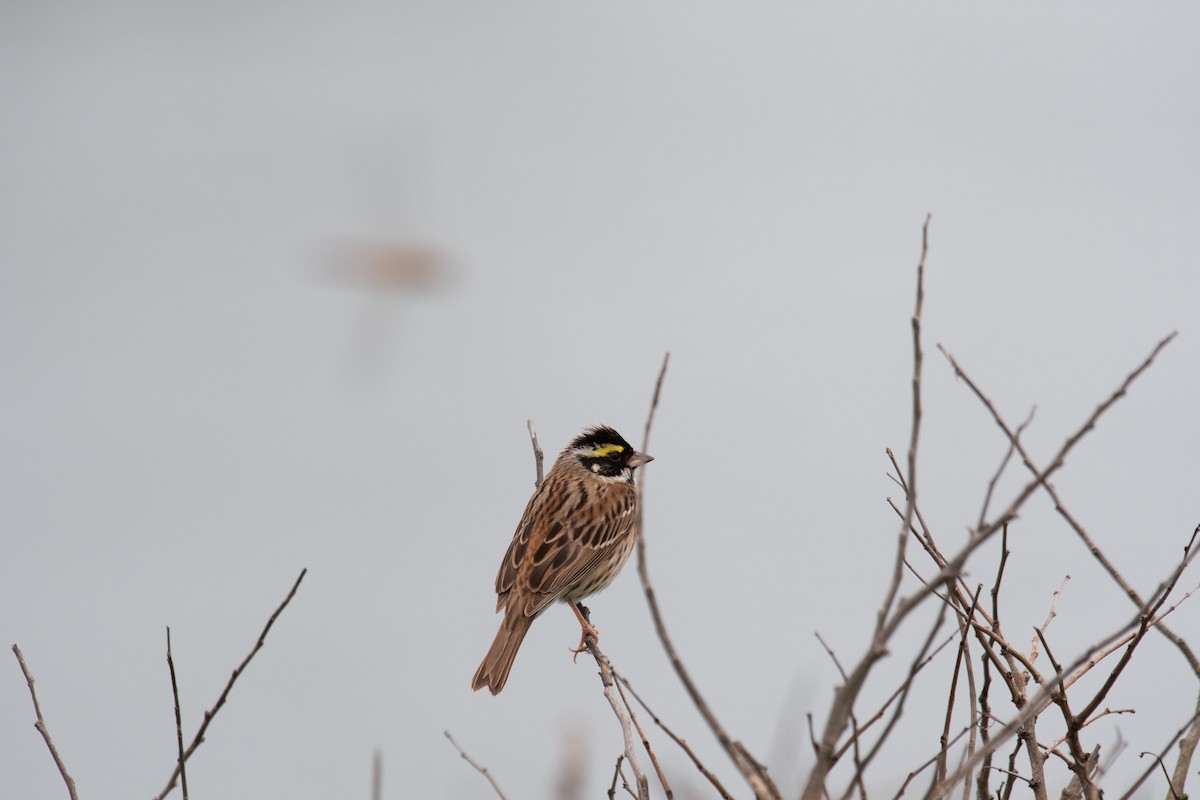 Yellow-browed Bunting - ML157031541