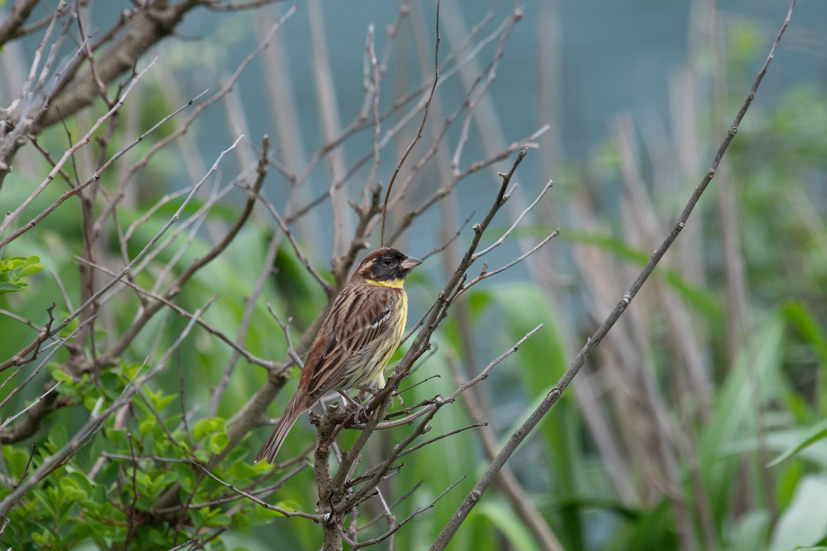 Yellow-breasted Bunting - ML157031571