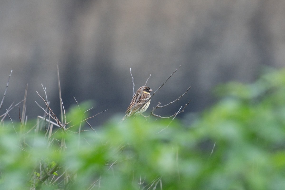 Yellow-breasted Bunting - ML157031581