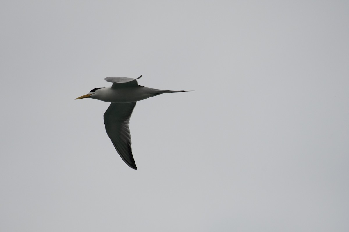 Great Crested Tern - ML157031701