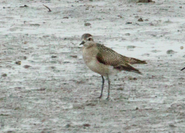 American Golden-Plover - Rob O'Donnell