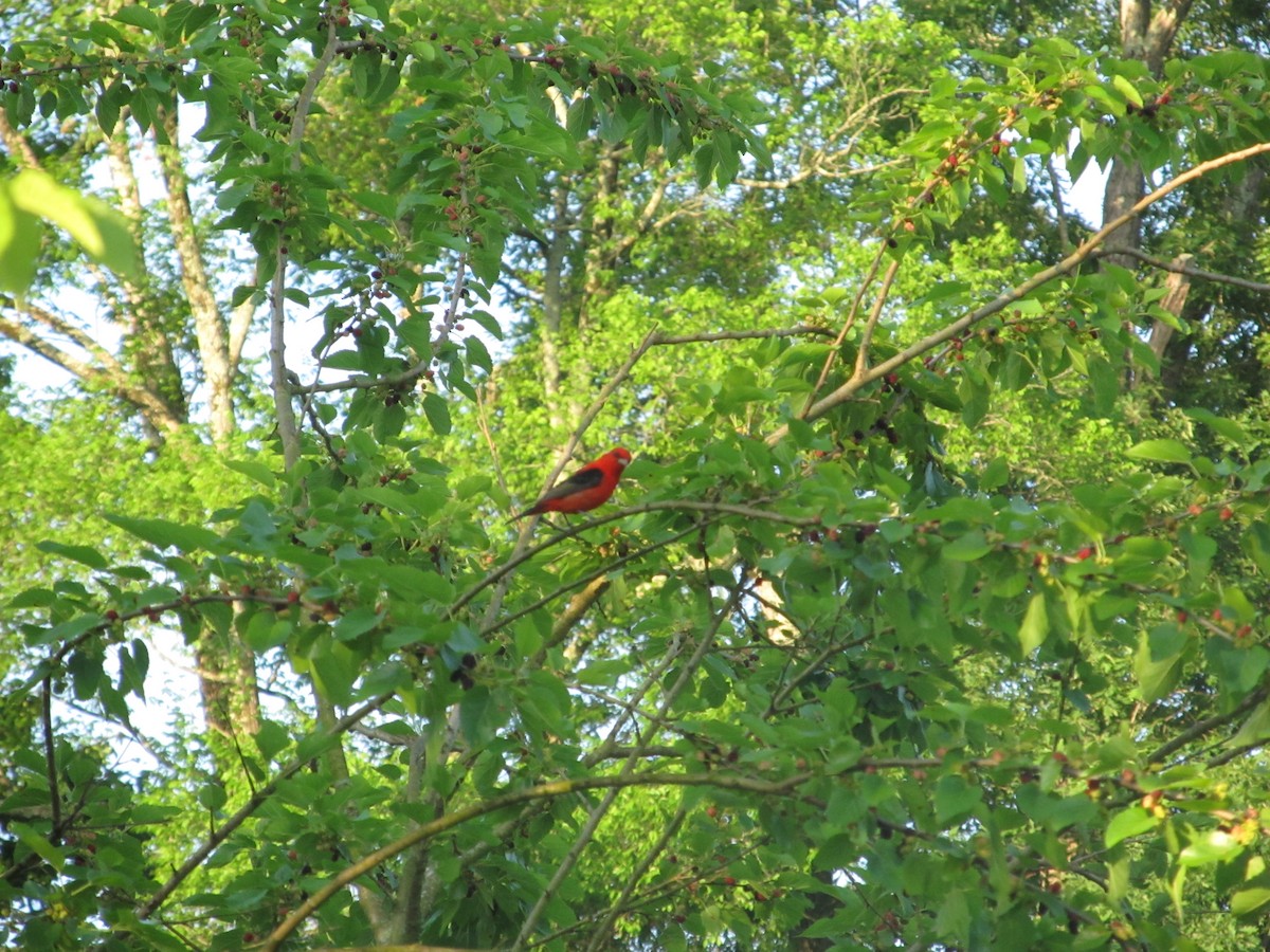 Scarlet Tanager - ML157033361