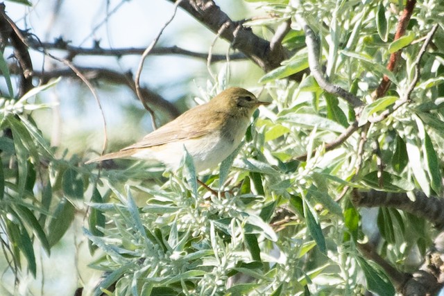 Common Chiffchaff