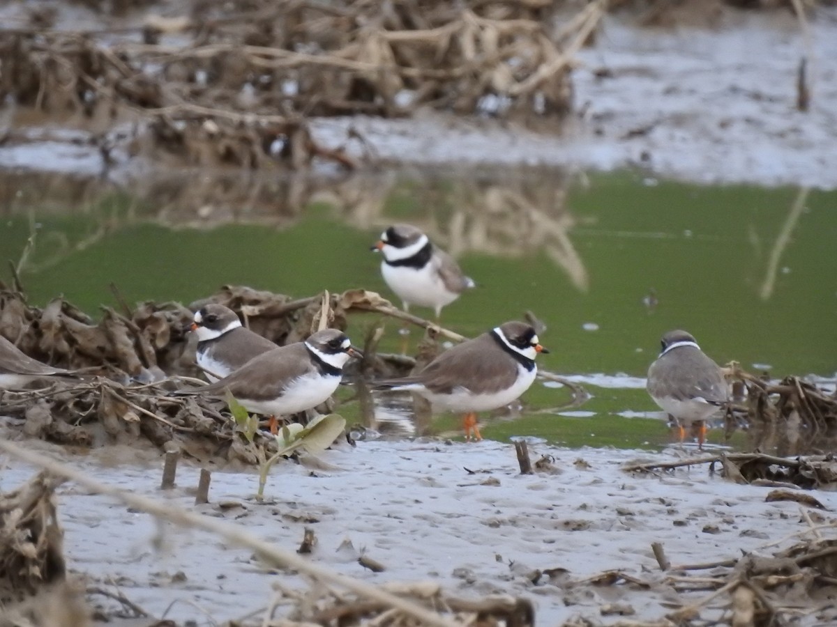 Semipalmated Plover - ML157035351
