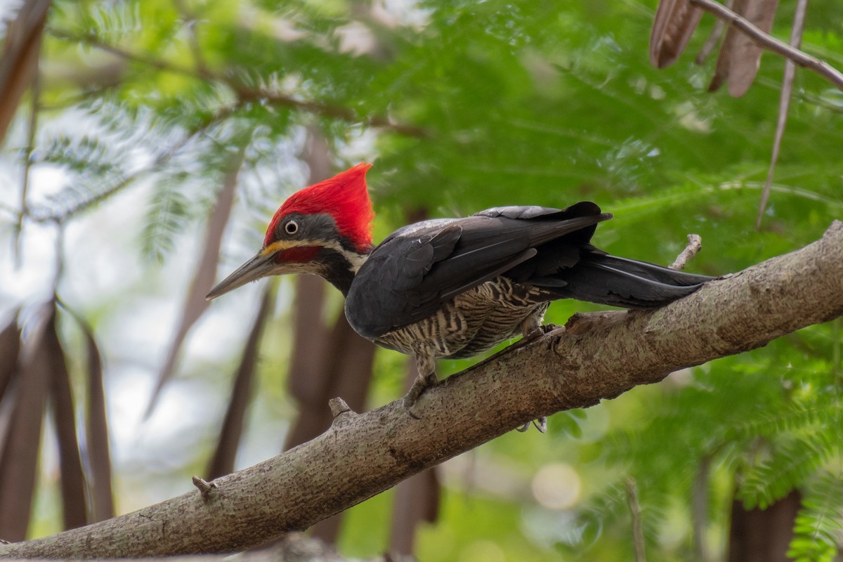 Lineated Woodpecker - Victor Castanho