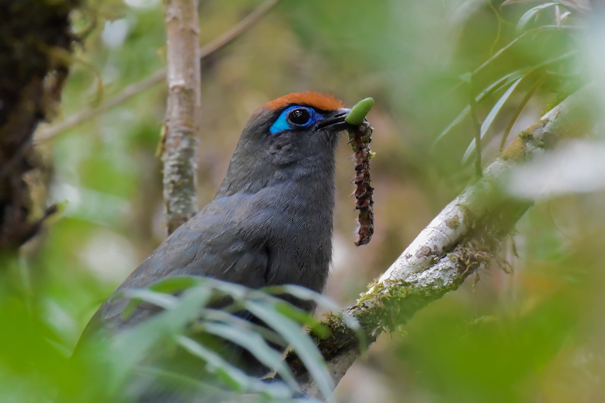 Red-fronted Coua - Giuseppe Citino
