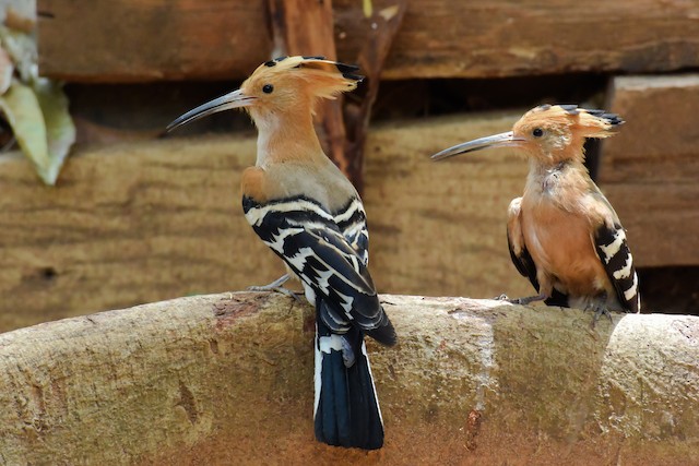 Possible Confusion Species: Madagascar Hoopoe (<em class="SciName notranslate">Upupa marginata</em>). - Madagascar Hoopoe - 