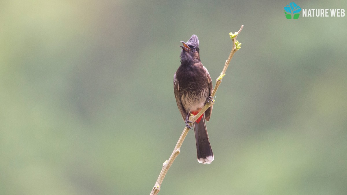 Red-vented Bulbul - ML157041991