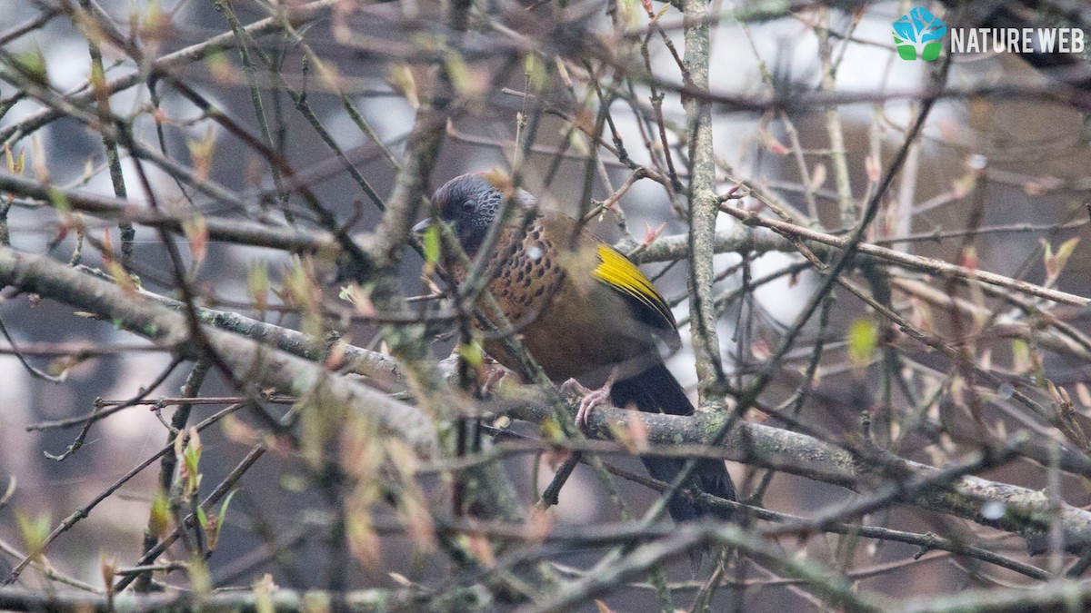 Chestnut-crowned Laughingthrush - ML157043271