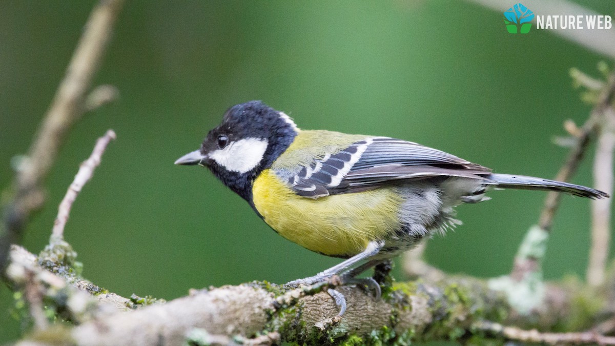 Green-backed Tit - ML157043831