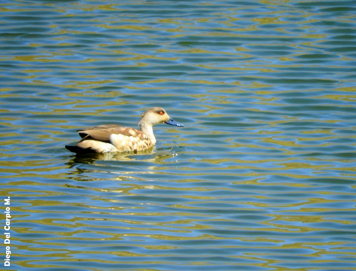 Crested Duck - ML157046081