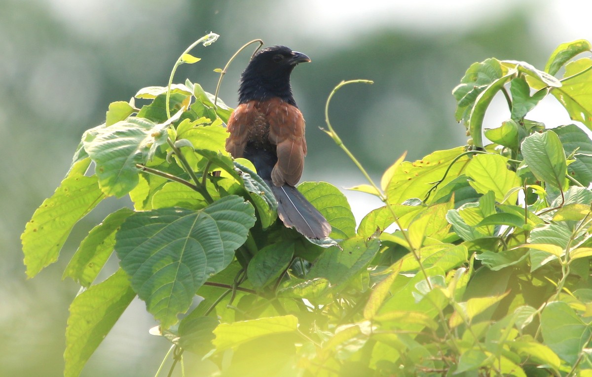 Lesser Coucal - Bhaarat Vyas