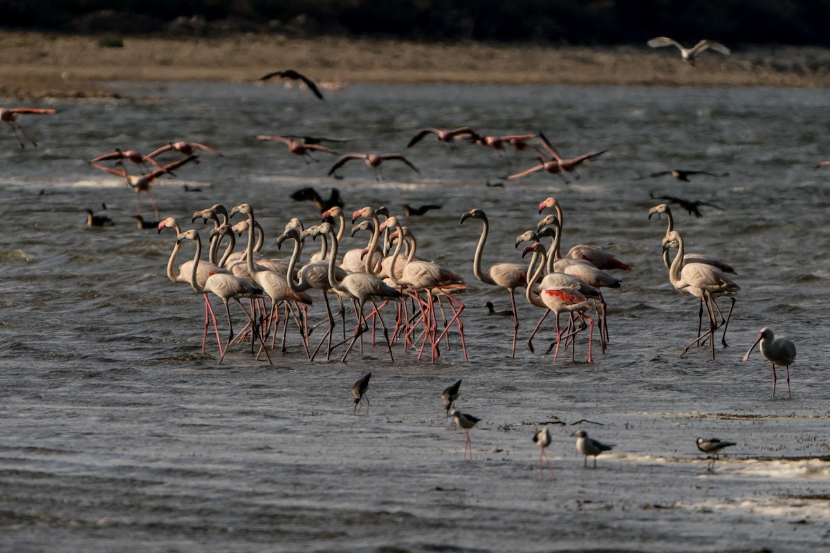 Greater Flamingo - Joao Quental JQuental