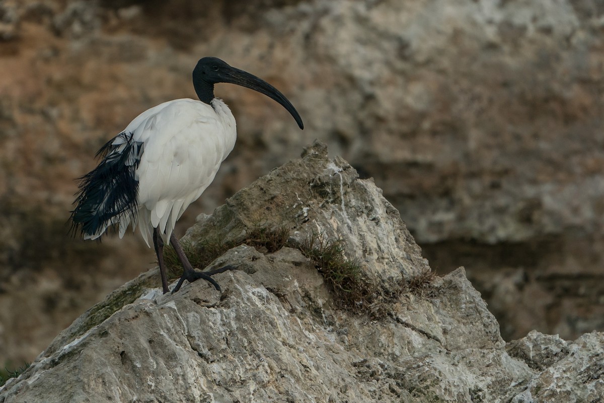 African Sacred Ibis - Joao Quental JQuental