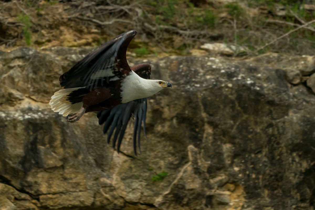 African Fish-Eagle - Joao Quental JQuental