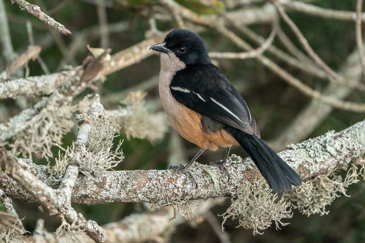 Southern Boubou - Joao Quental JQuental