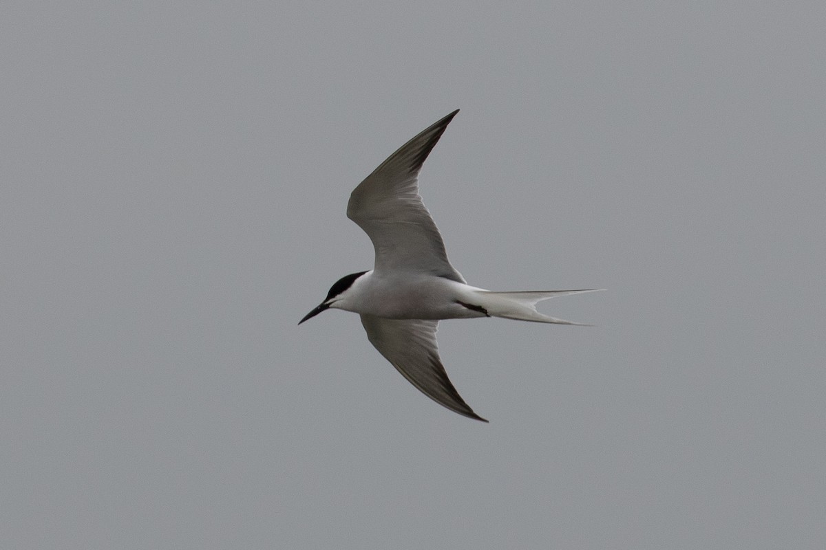 Common Tern - H Chen-Cheng