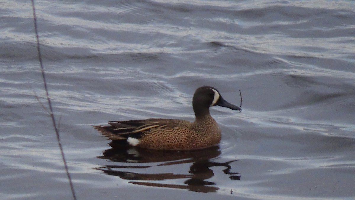 Blue-winged Teal - ML157051991