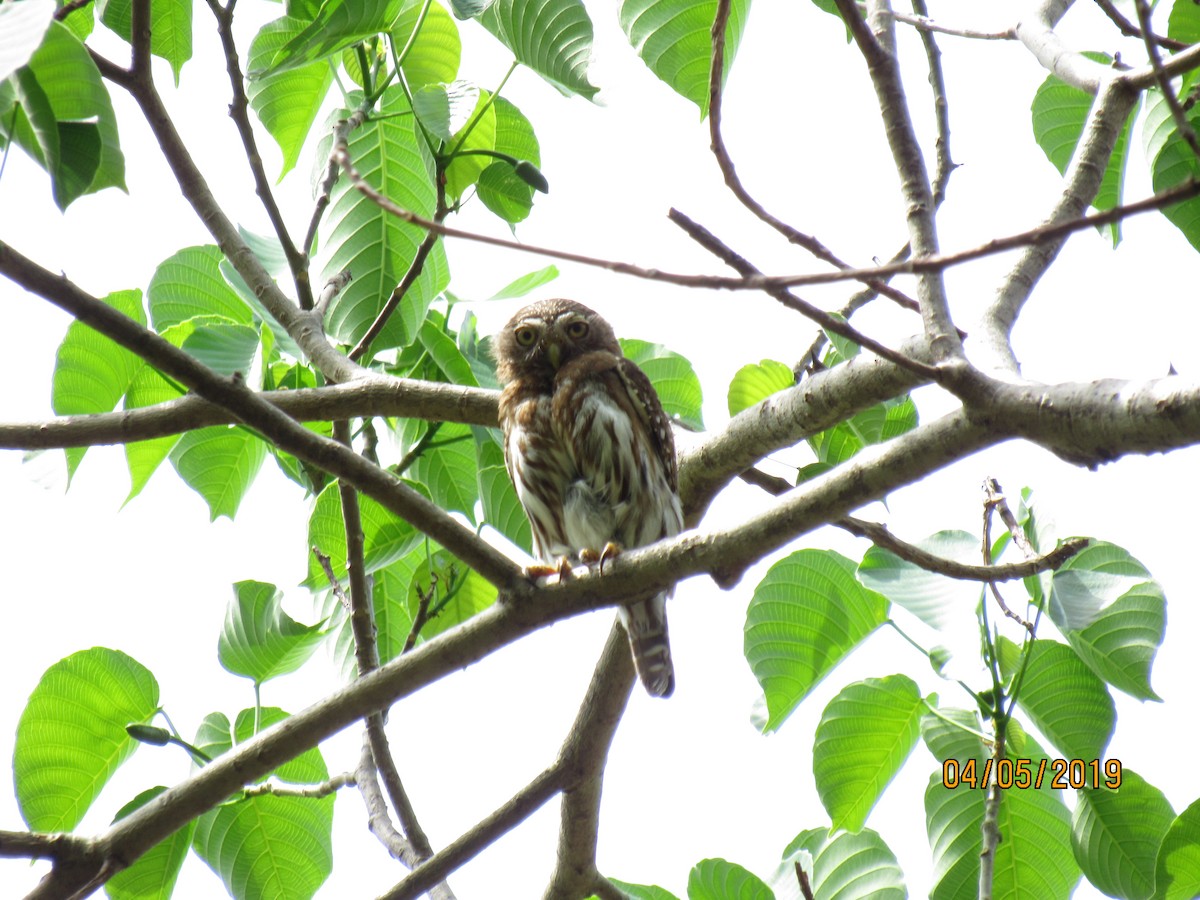 Ferruginous Pygmy-Owl - Maro Tulio Pacheco Caballero