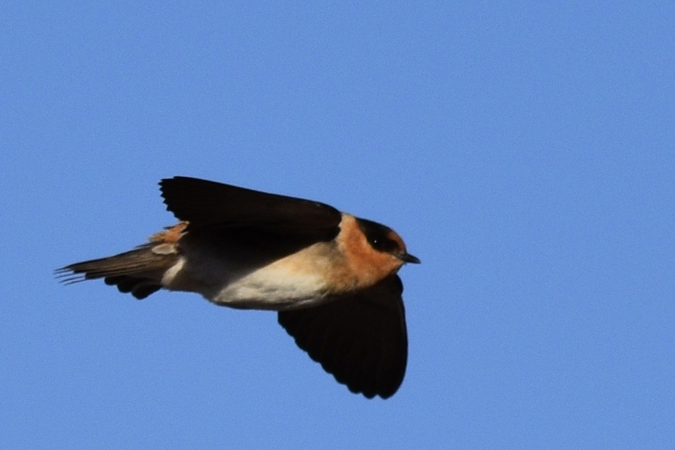Cave Swallow - ML157058261