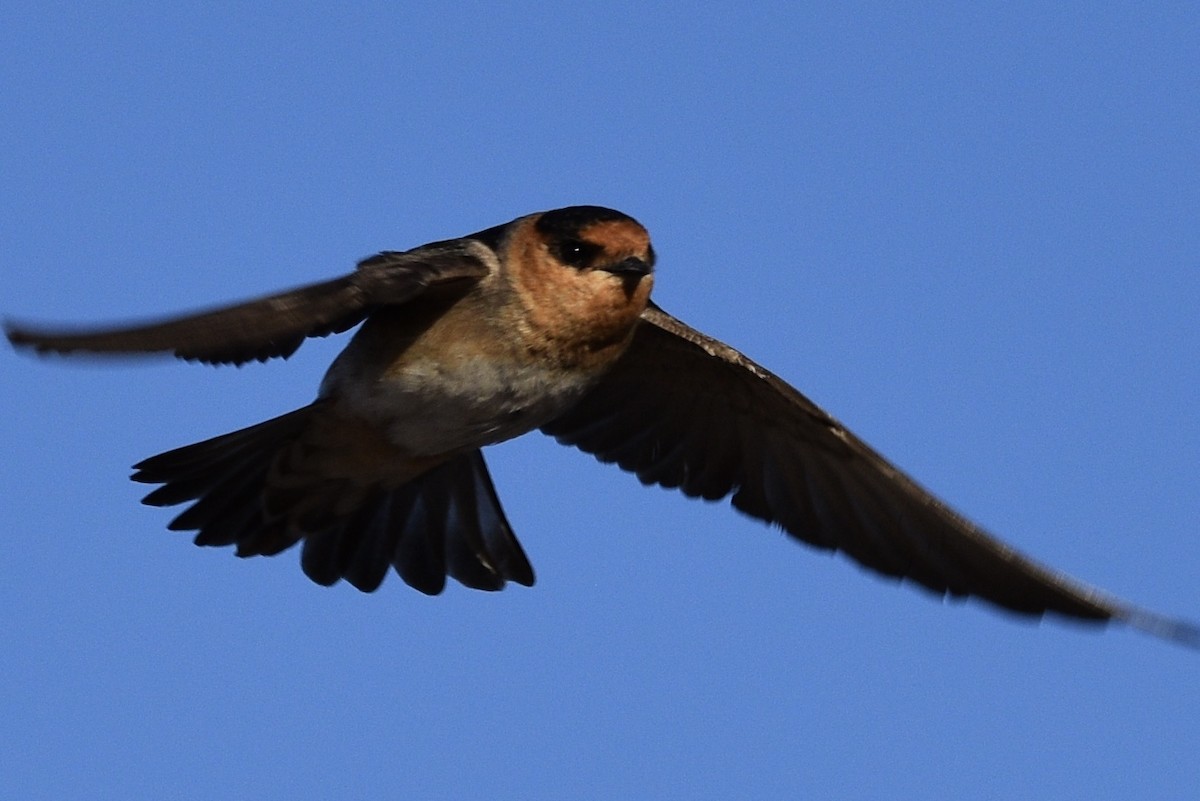 Cave Swallow - ML157058271