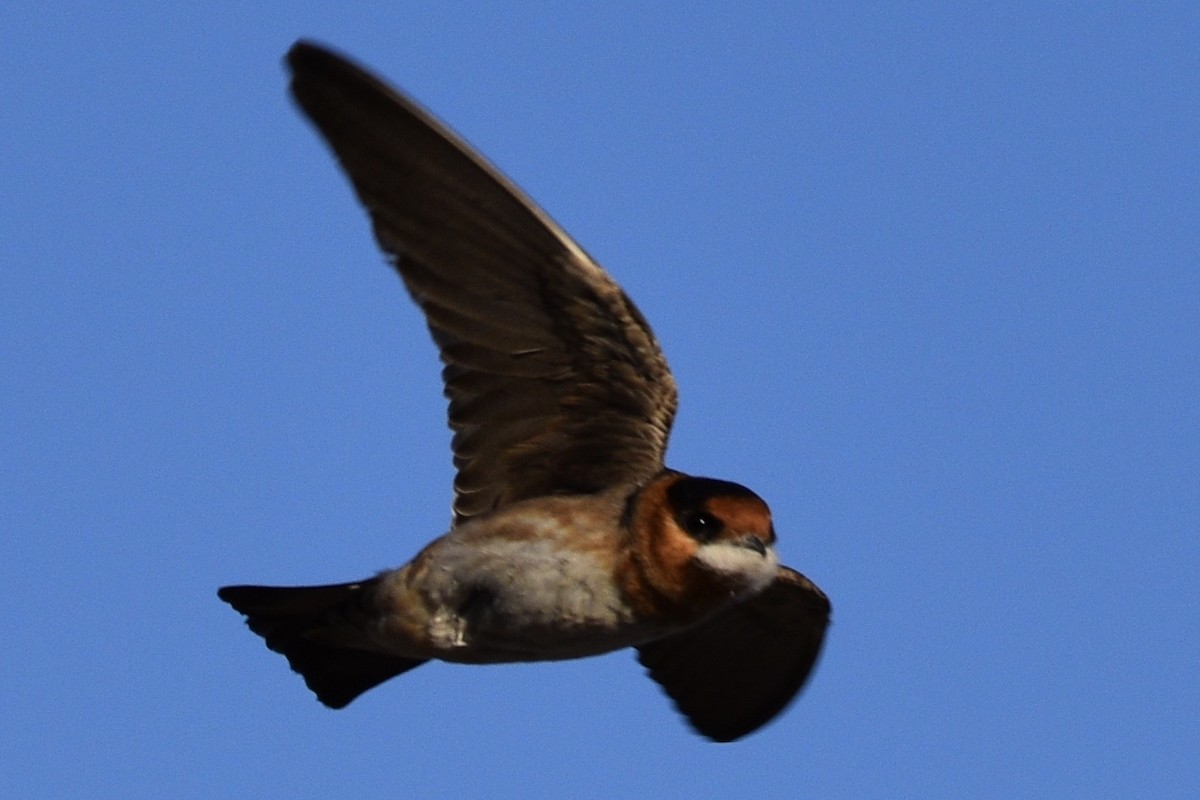 Cave Swallow - ML157058281