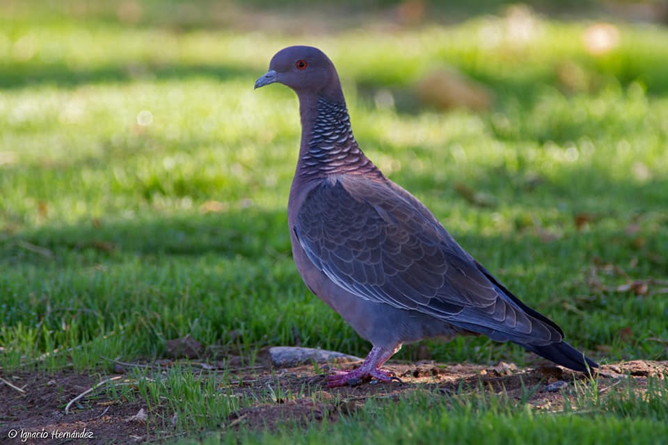 Picazuro Pigeon - COA ROCA ÑACURUTÚ