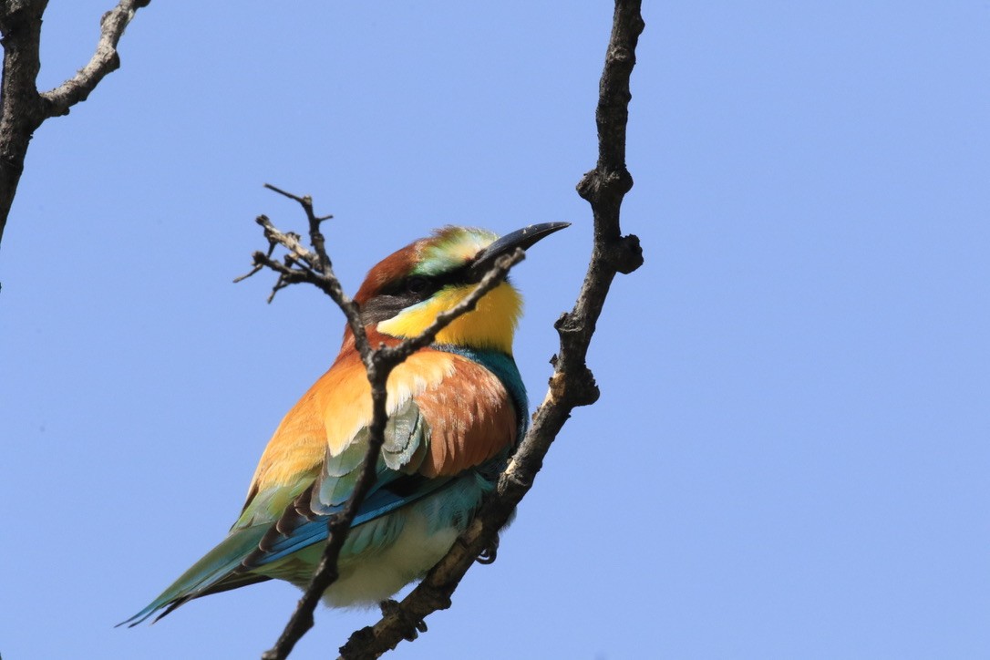 European Bee-eater - Bruce  McLennan