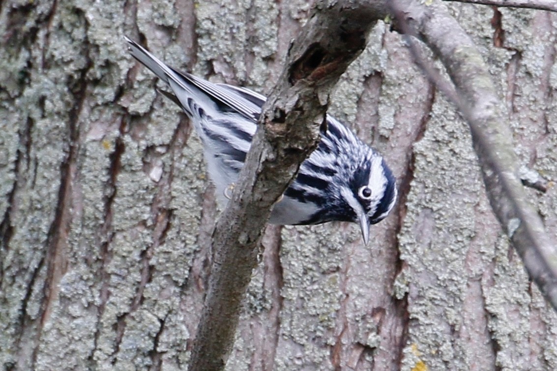 Black-and-white Warbler - ML157063621