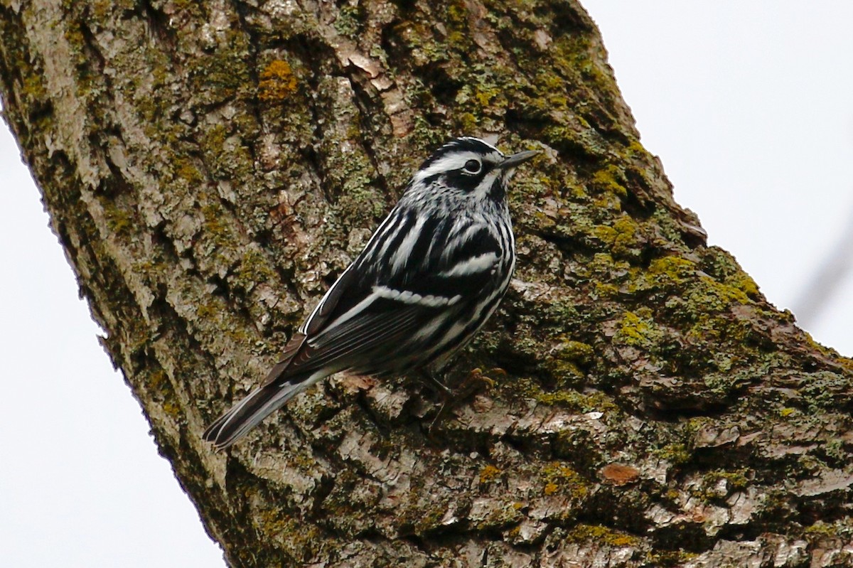 Black-and-white Warbler - ML157063641