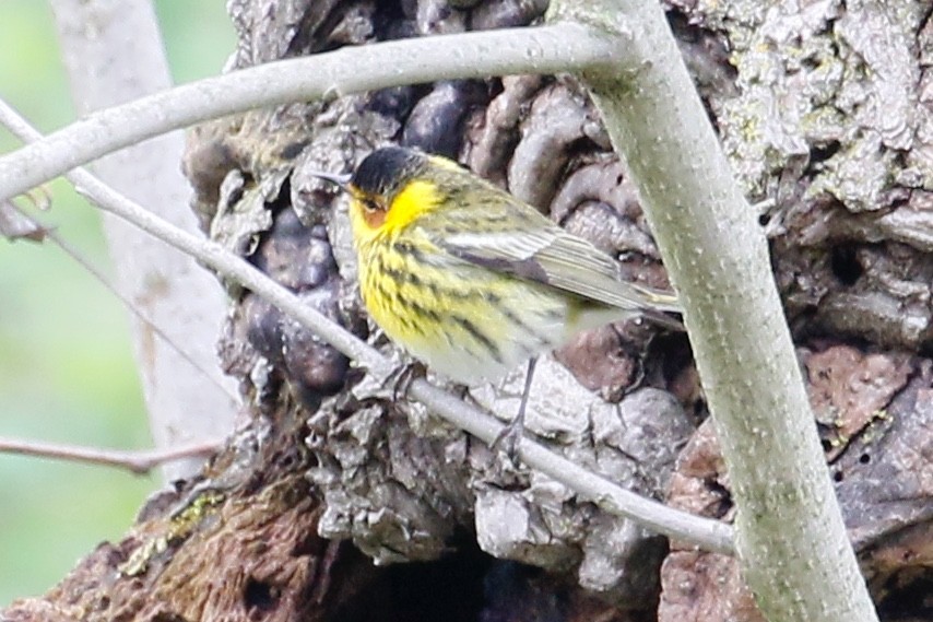 Cape May Warbler - ML157063861