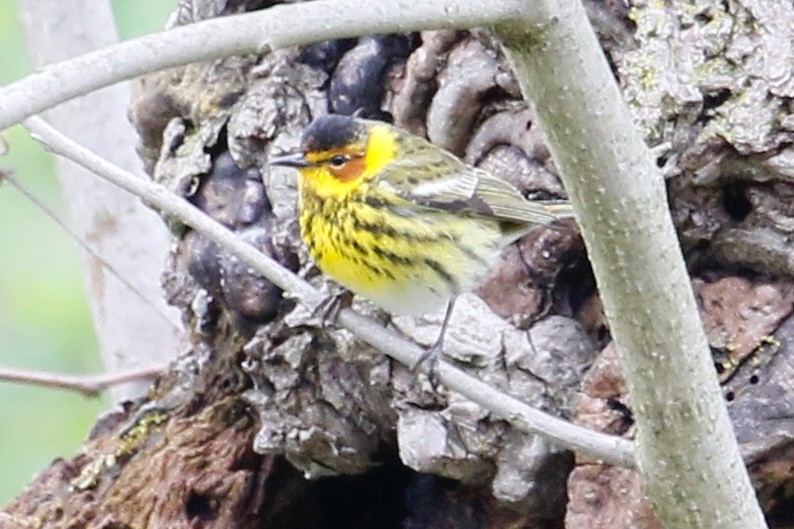 Cape May Warbler - ML157063871