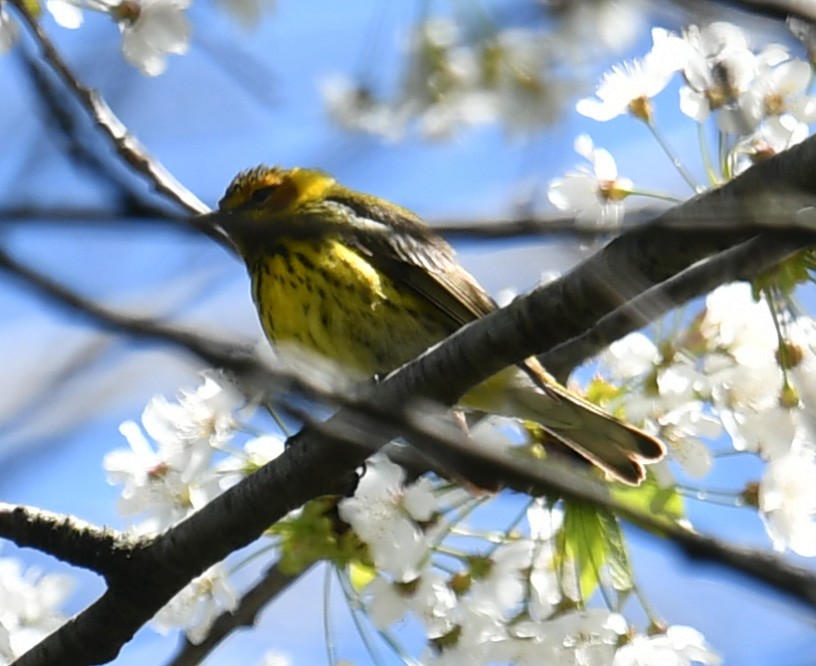 Cape May Warbler - ML157064391