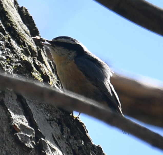 Red-breasted Nuthatch - ML157065701