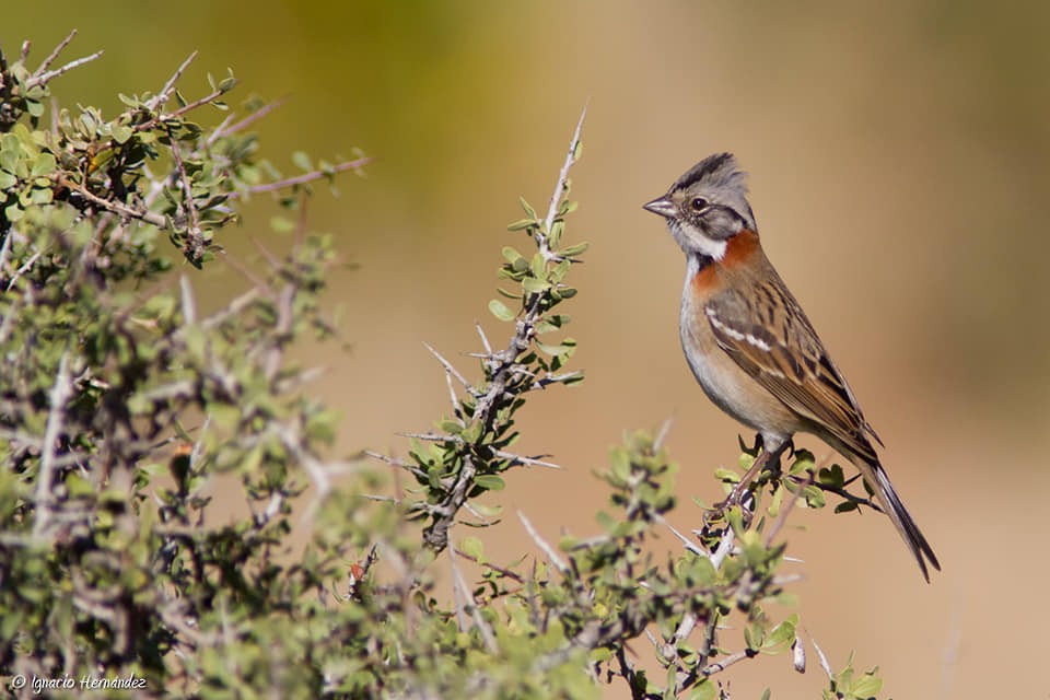 Rufous-collared Sparrow - ML157068711