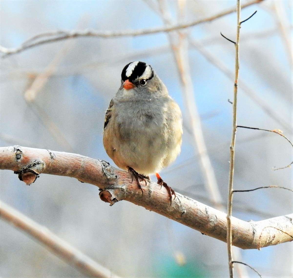 White-crowned Sparrow - ML157072951
