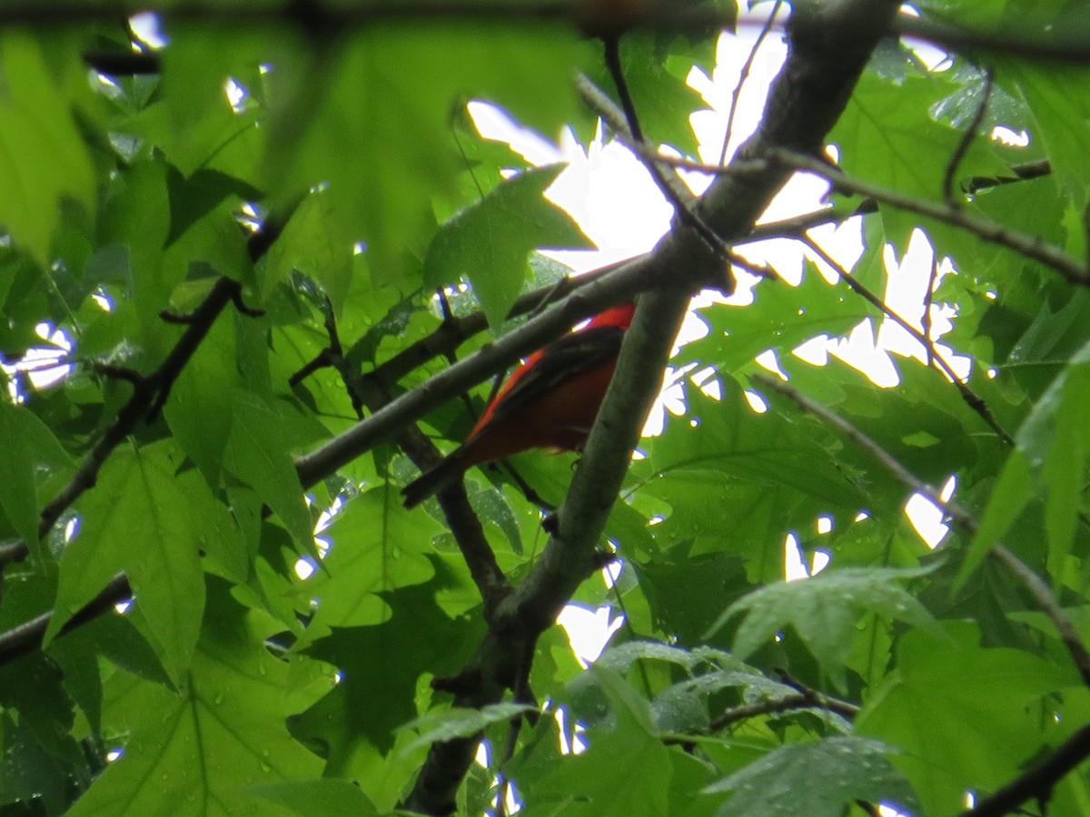 Scarlet Tanager - ML157074701