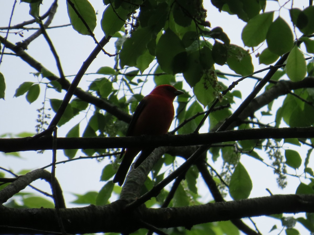Scarlet Tanager - ML157074721