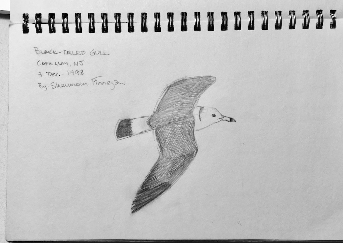 Black-tailed Gull - ML157099181