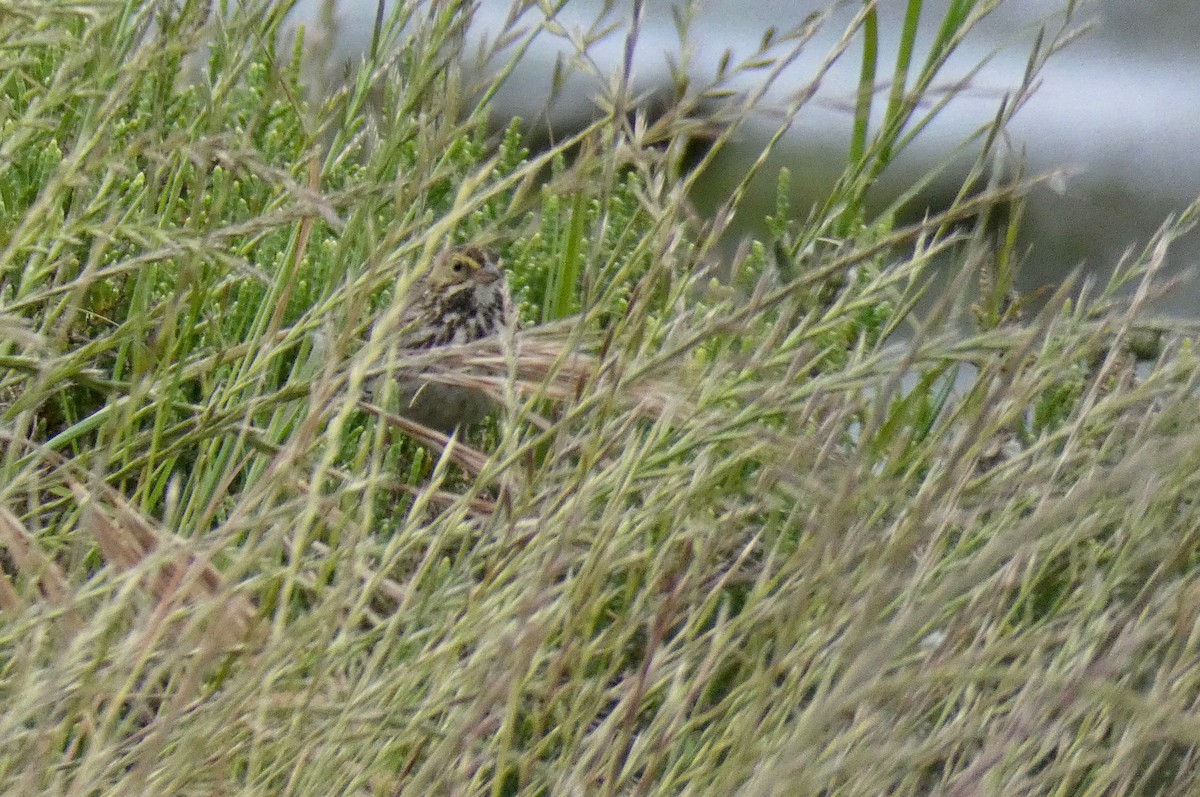 Savannah Sparrow (Belding's) - ML157100081
