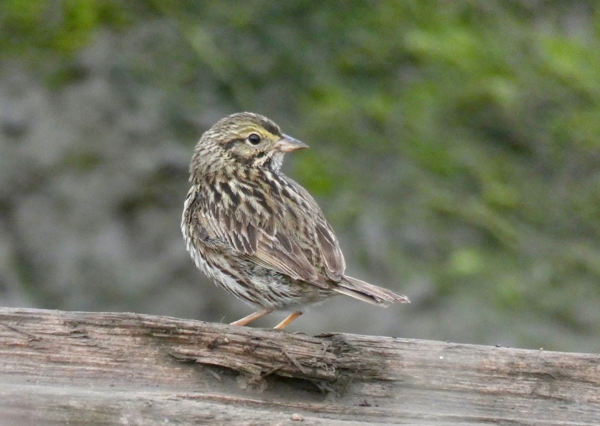 Savannah Sparrow (Belding's) - ML157100401