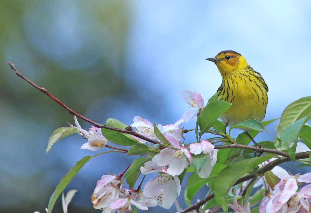Cape May Warbler - ML157100771