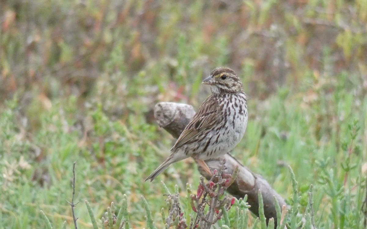 Savannah Sparrow (Belding's) - ML157100831