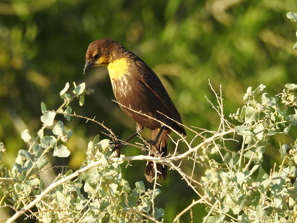 Yellow-headed Blackbird - ML157101421