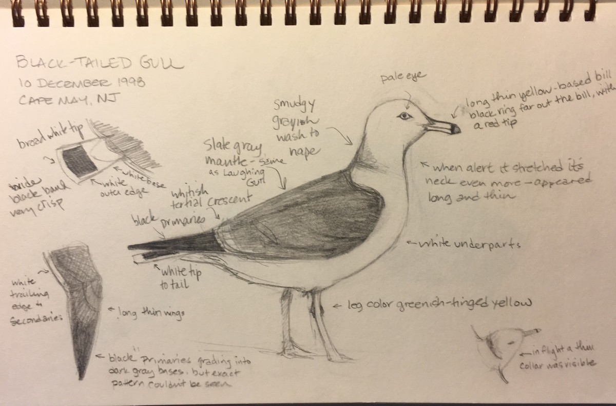 Black-tailed Gull - Shawneen Finnegan