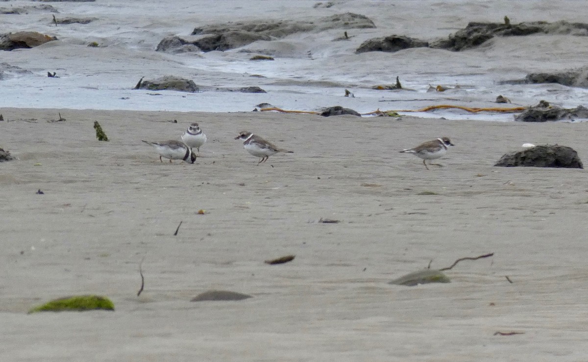 Semipalmated Plover - ML157103741
