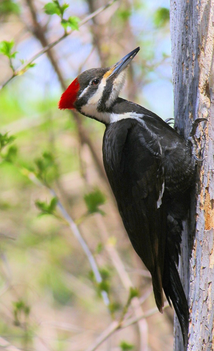 Pileated Woodpecker - John  Cameron