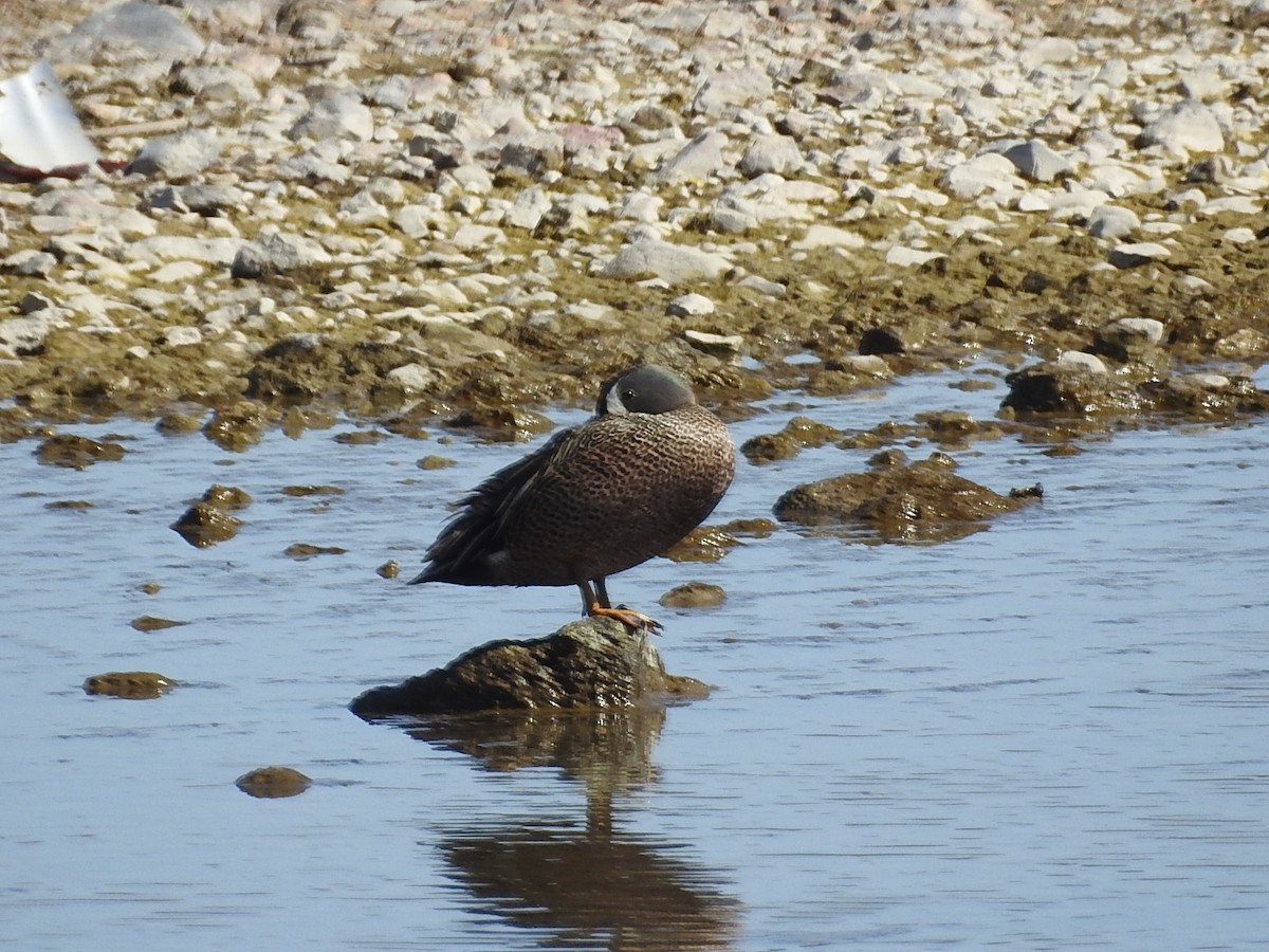 Blue-winged Teal - ML157105701