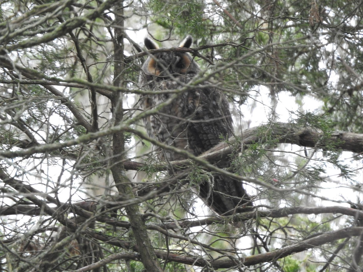 Long-eared Owl - ellen horak
